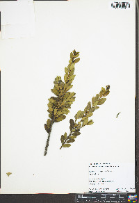 Ilex crenata image