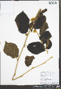 Hamamelis intermedia image