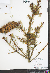 Picea abies image