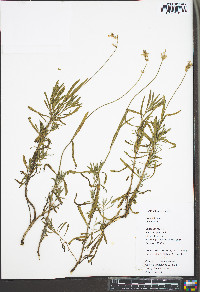 Lavandula angustifolia image