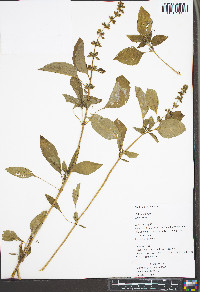 Melissa officinalis image