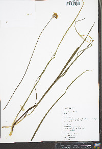 Allium schoenoprasum image