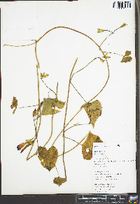 Ipomoea purpurea image