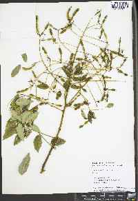 Sophora japonica image
