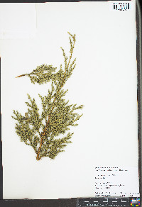 Juniperus chinensis image
