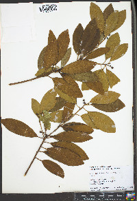 Illicium parviflorum image