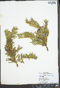 Cephalotaxus harringtonia image