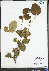 Hamamelis mollis image