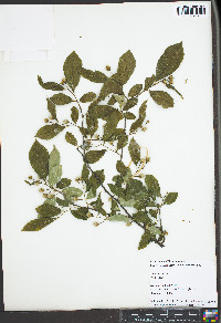 Styrax japonicus image