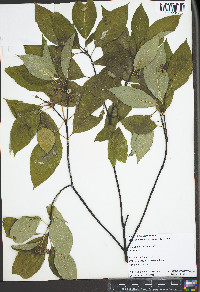 Cornus alba image