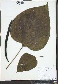 Catalpa bignonioides image