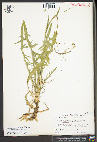 Hypochaeris microcephala image