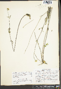 Melanthera angustifolia image