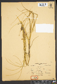 Spartina patens image