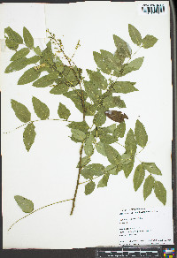 Sophora japonica image