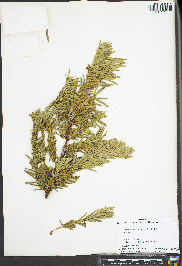 Cephalotaxus harringtonia image