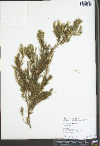Juniperus rigida image