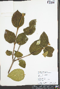 Viburnum carlcephalum image