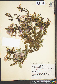 Plumbago auriculata image