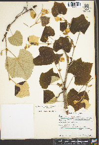 Vitis mustangensis image