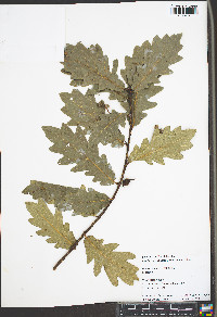 Quercus robur image
