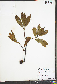 Illicium floridanum image