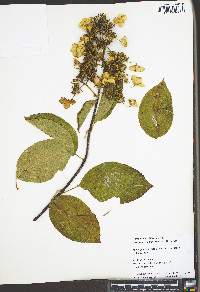 Hydrangea paniculata image