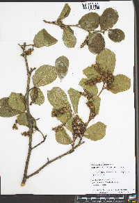 Hamamelis mollis image