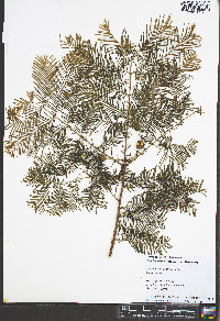 Metasequoia glyptostroboides image