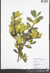 Ilex crenata image