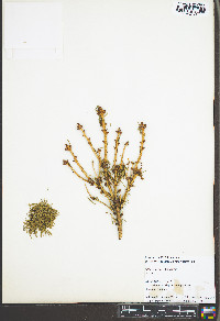 Picea abies image