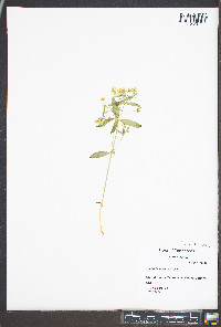 Stellaria pubera image