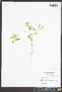 Stellaria pubera image