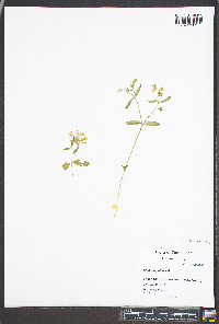 Stellaria pubera image