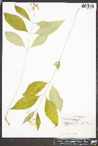 Asclepias quadrifolia image