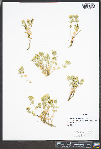 Linanthus nuttallii image