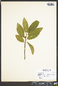 Ilex krugiana image