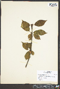 Malus spectabilis image