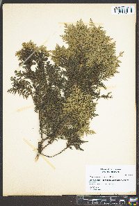 Thuja plicata image
