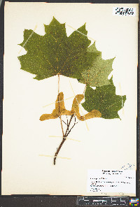 Acer nigrum image