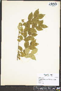 Ulmus pumila image