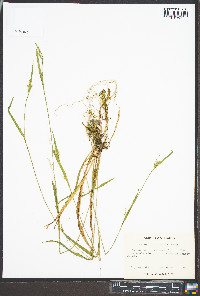 Carex leptonervia image