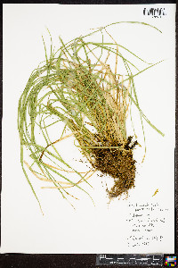 Carex bromoides image