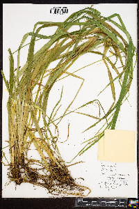 Carex scabrata image