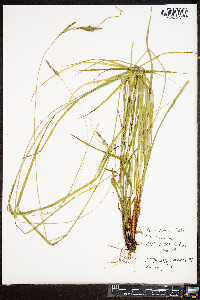 Carex virescens image