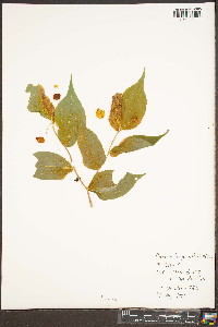 Prosartes lanuginosa image