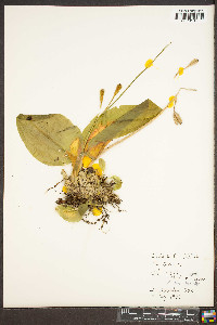 Liparis liliifolia image