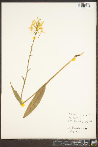 Platanthera ciliaris image