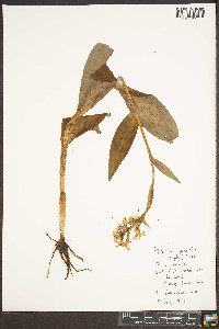 Platanthera grandiflora image