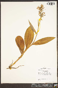 Platanthera grandiflora image